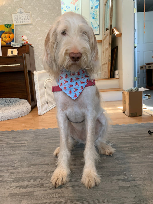 Lobster Pet Bandana